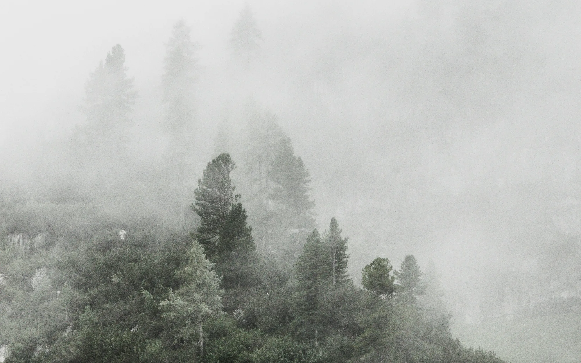 Fog moving across a forested alpine hillside.